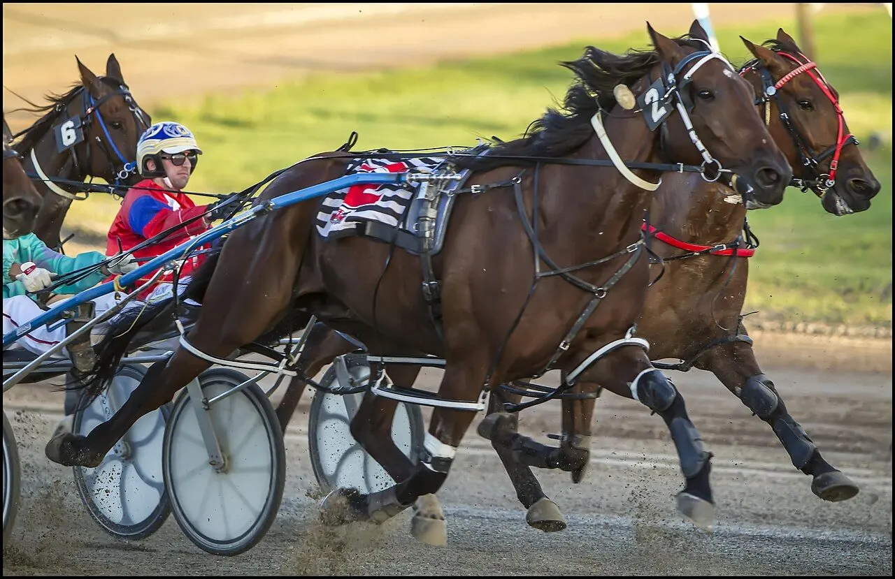 Why Horse Betting Is So Popular